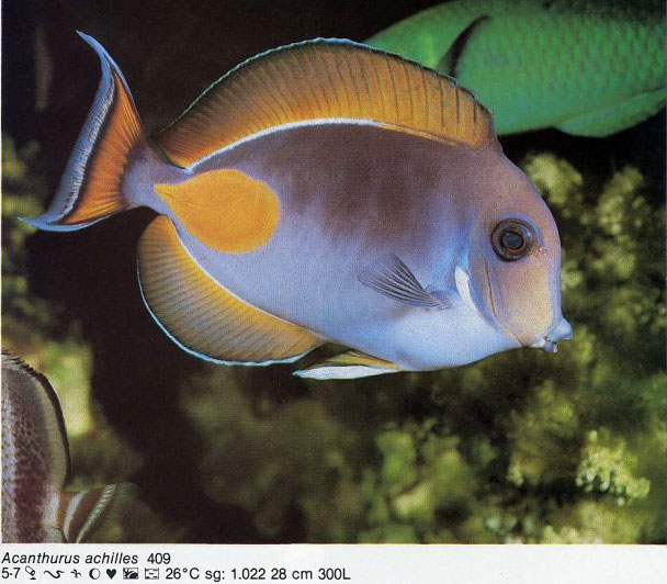 Acanthurus achilles
